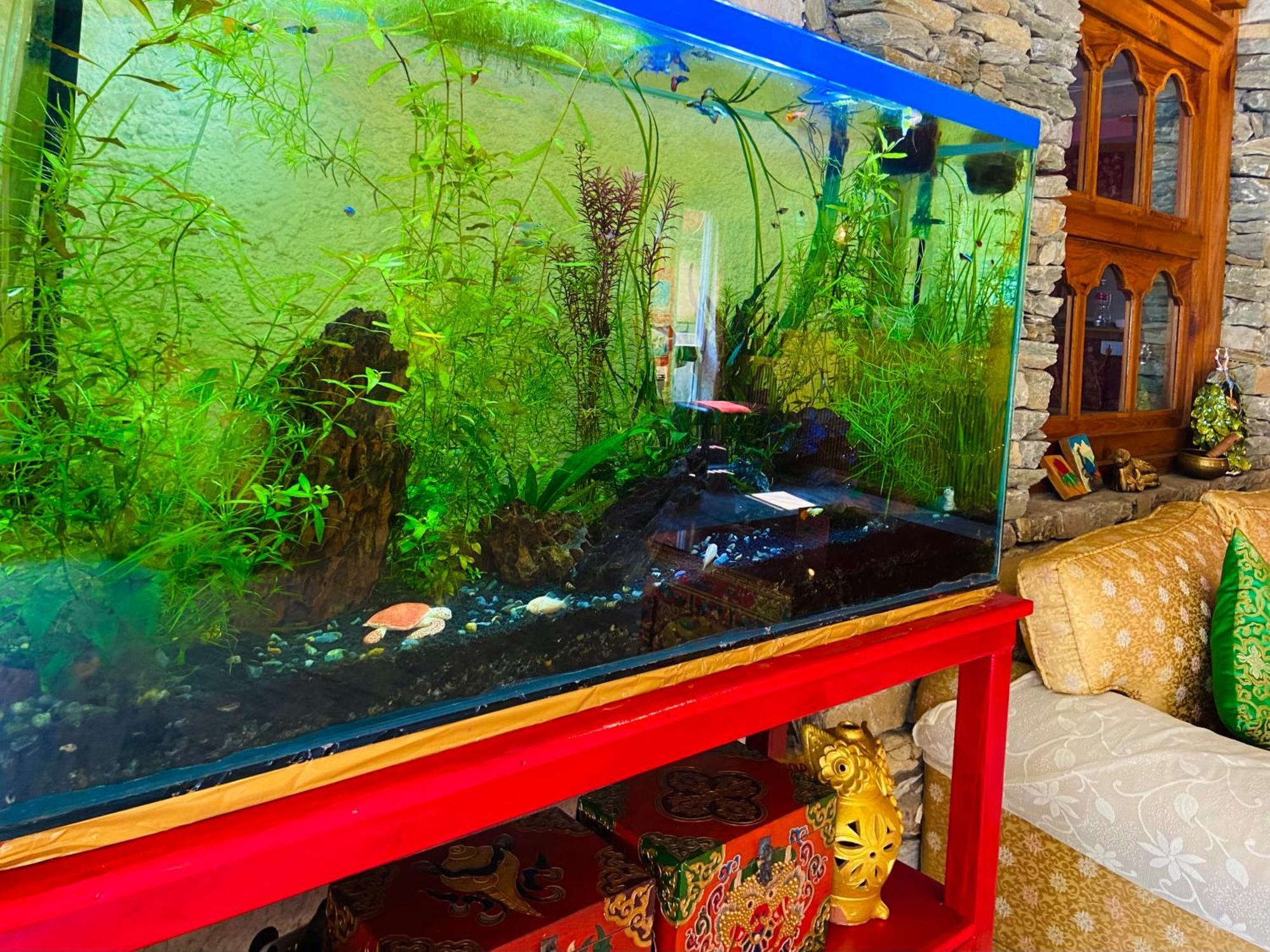 Three Jewels Boutique Hotel بوكْرا المظهر الخارجي الصورة